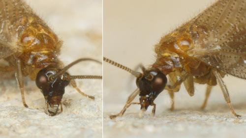Hemerobius handschini